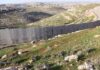 Derecho de petición por Palestina Muro de Palestina construido por Israel